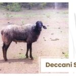 Deccan Sheep Indian Breed