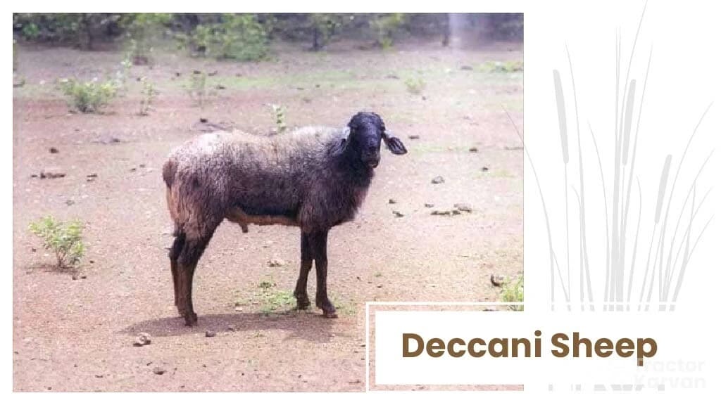 Deccan Sheep Indian Breed
