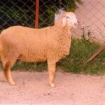 Muzaffarnagari sheep