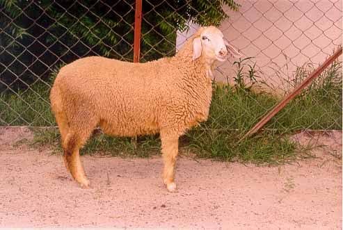 Muzaffarnagari sheep