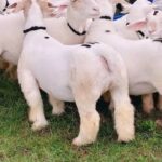 Mandya Sheep Indian Breed