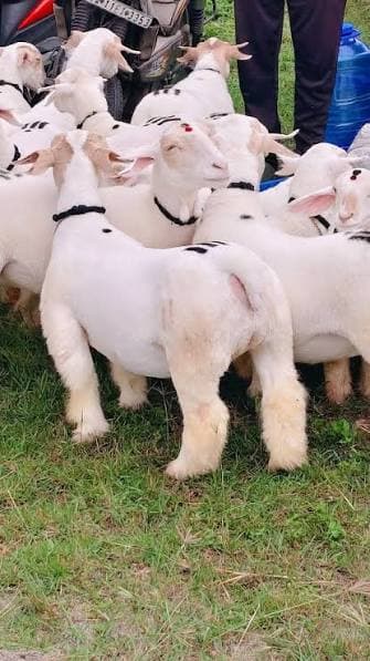 Mandya Sheep Indian Breed