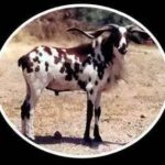 Vembur sheep breed