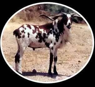 Vembur sheep breed