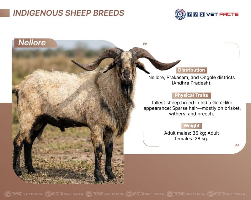 Nellore Sheep