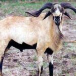 Nellore Sheep indian breed