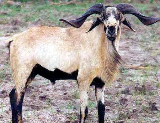Nellore Sheep indian breed