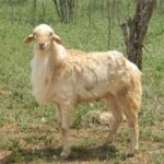 Mecheri Sheep
