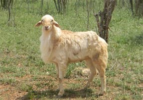 Mecheri Sheep