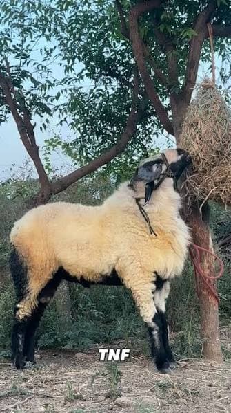 Mecheri Sheep Indian Breed